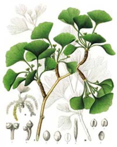 FAN-SHAPED LEAVES