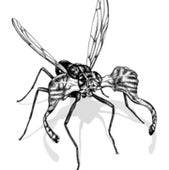 FLY “ANTLERS”