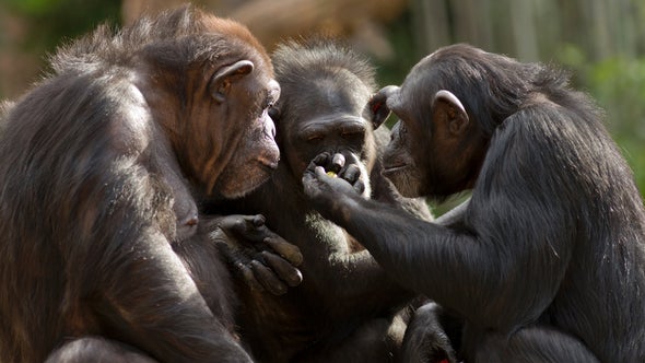 Mysterious Chimpanzee Behavior May Be Evidence of "Sacred" Rituals