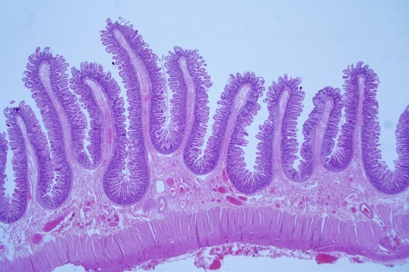 Meet Your Interstitium, a Newfound "Organ"