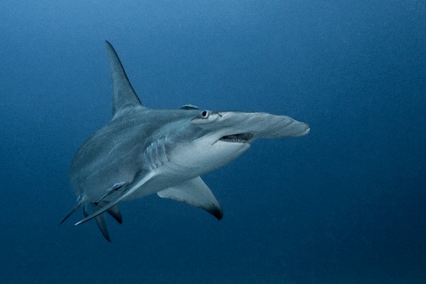 Underwater view of great hammerhead shark looking at camera