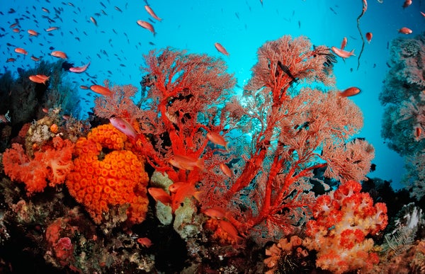 Red and orange coral reefs.