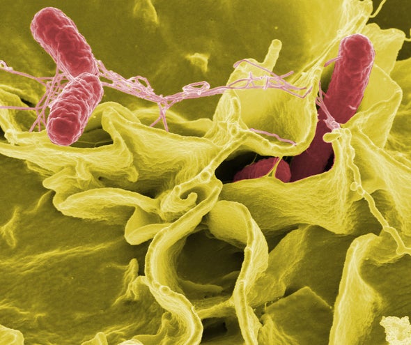 Collapse of Aztec Society Linked to Catastrophic Salmonella Outbreak