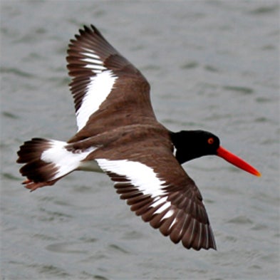 New Jersey Shorebird Survey