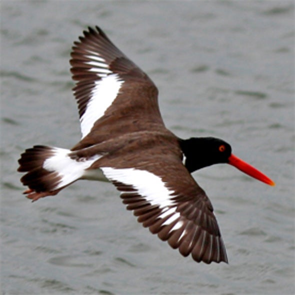 New Jersey Shorebird Survey