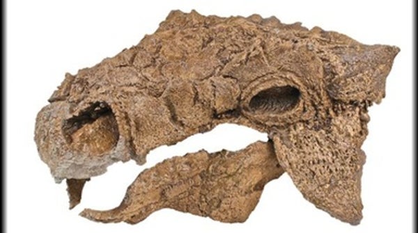 zuul fossil