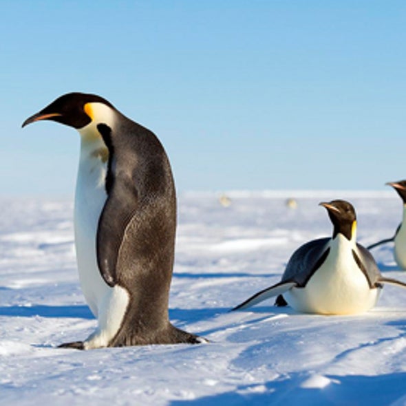 How The Emperor Penguin Adapts To A Fast Warming Antarctic Scientific