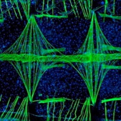 The Art of Tiny Tech: The 2010 Microscopic Photo Competition Prizewinners