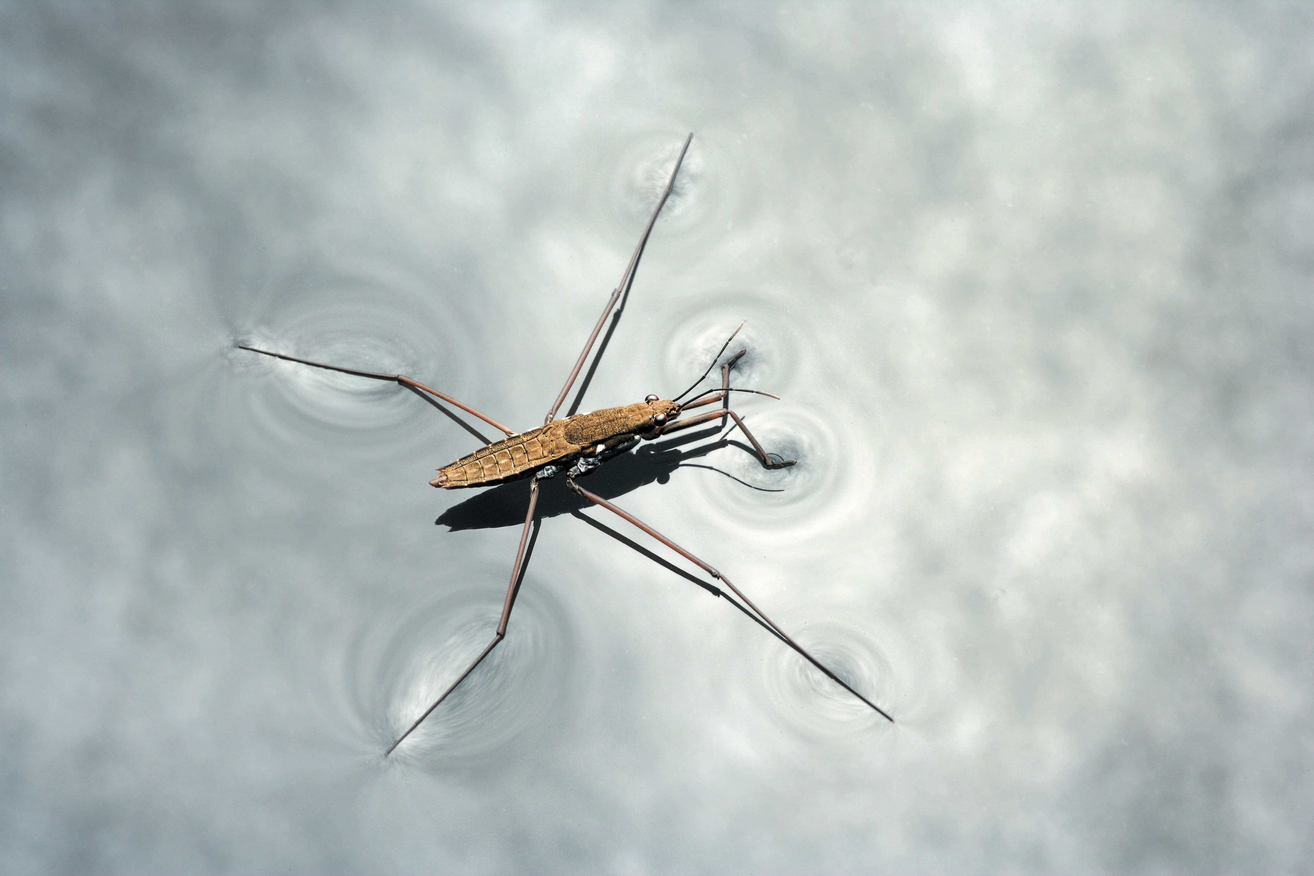 Poems: 'Water Striders' and 'Fallowing'
