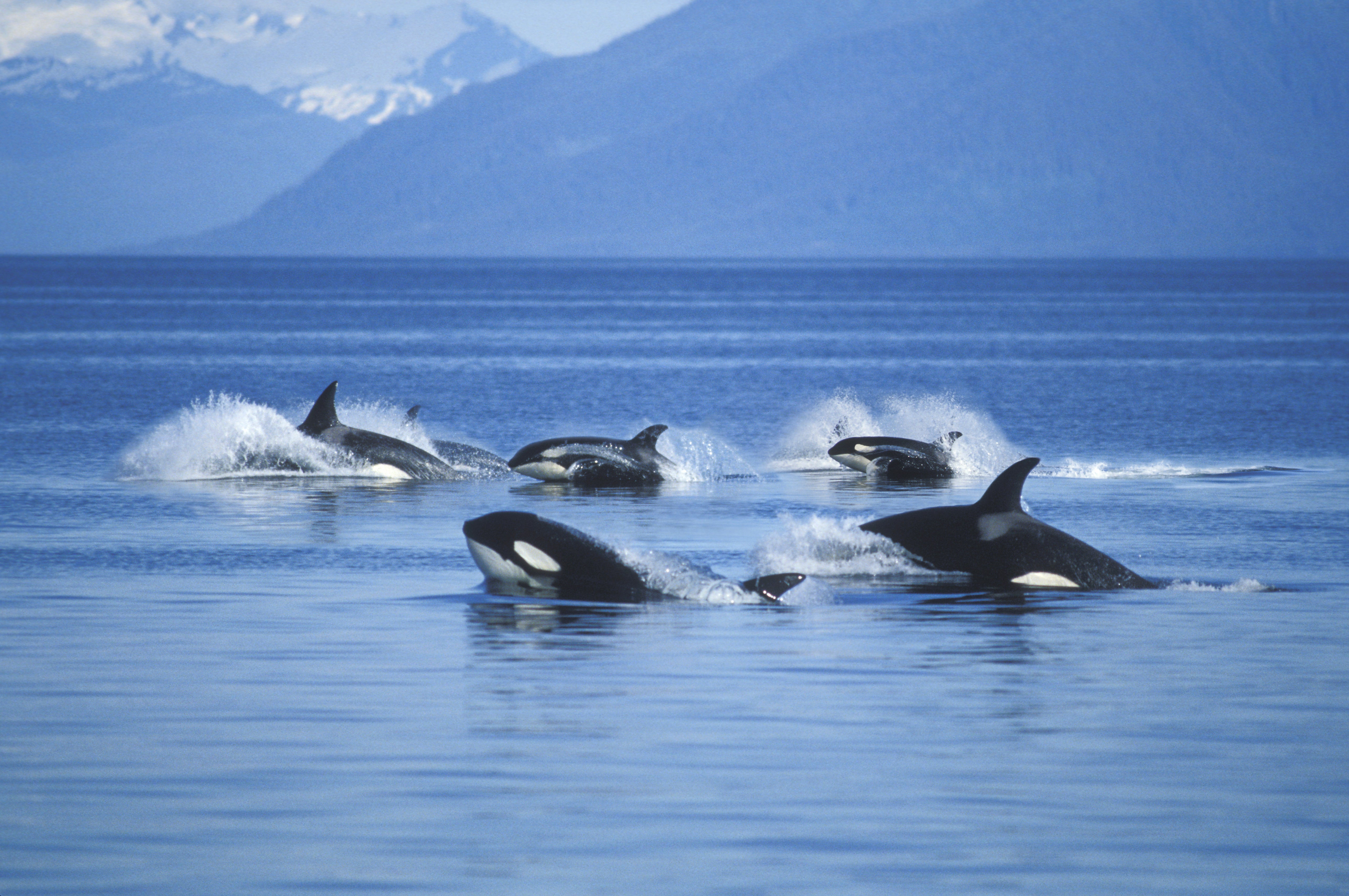 orca hunting fish