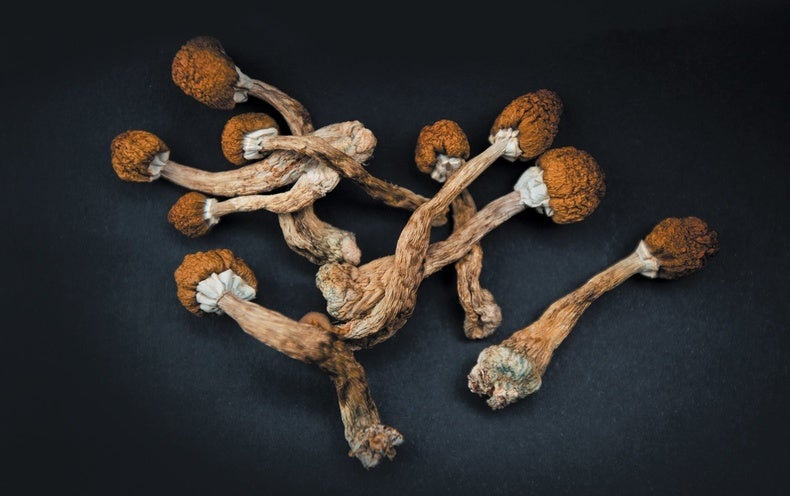 Restrictions on Psilocybin ‘Magic Mushrooms’ Are Easing as Research Ramps Up