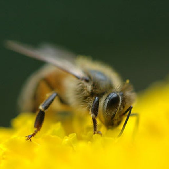 Growth Industry: Honeybee Numbers Expand Worldwide as U.S. Decline Continues