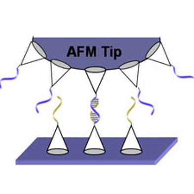 Seeing the Little Picture: Novel Nanocoating Gives Atomic Force Microscope Users a Better Look at Individual Molecules
