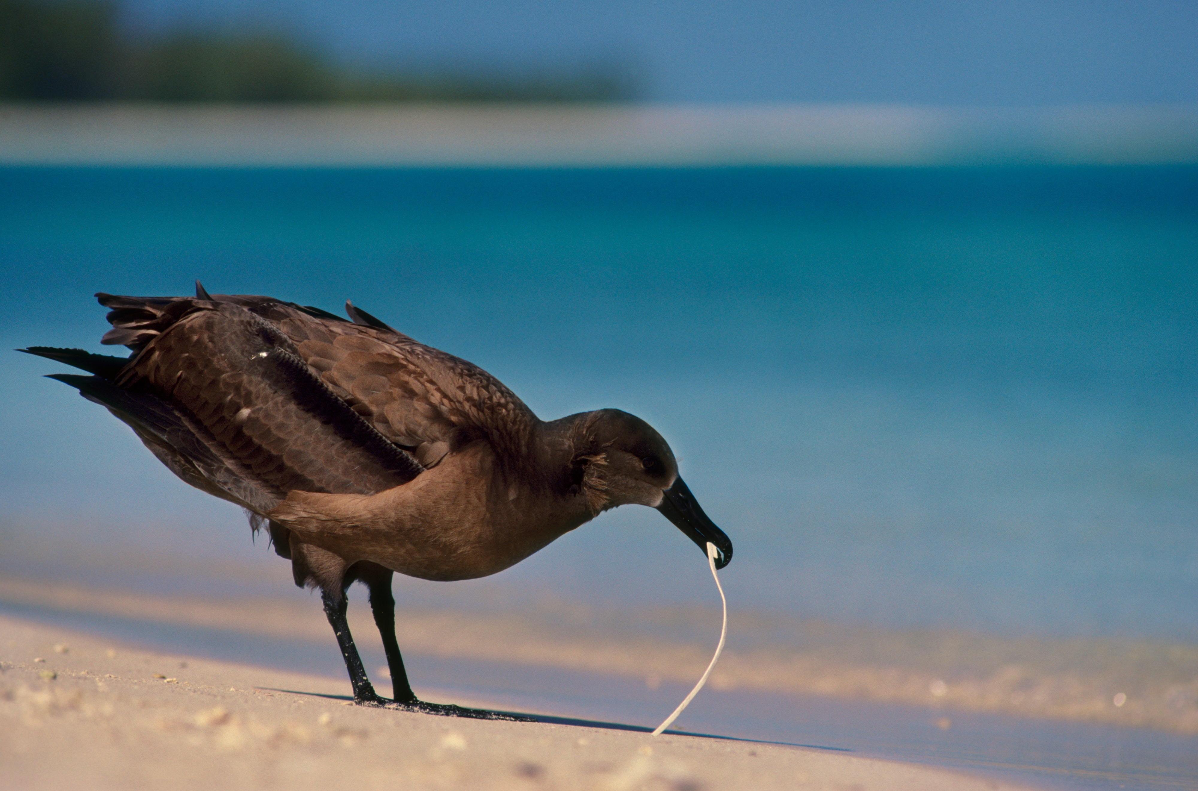 Plastic Garbage Chemical Attracts Hungry Seabirds - Scientific American