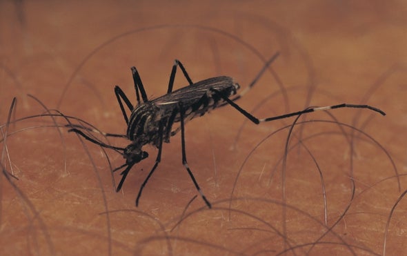 Mosquitoes Learn the Smell of Danger
