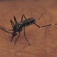 Mosquitoes Learn the Smell of Danger