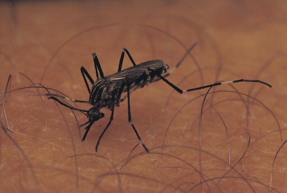 Mosquitoes Learn the Smell of Danger