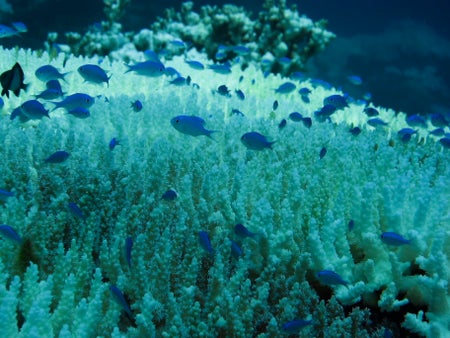 Coral bleaching