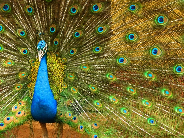 Colorful Peacocks Impress Females with Good Vibes | Scientific American