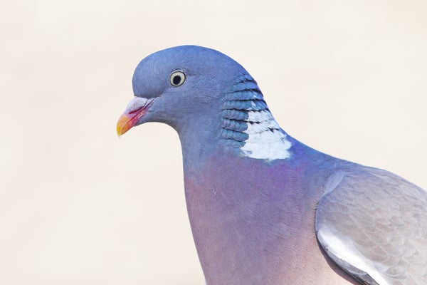 Bird Brains Are Far More Humanlike Than Once Thought | Scientific American
