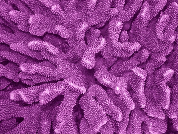 Printed Coral Could Provide Reef Relief