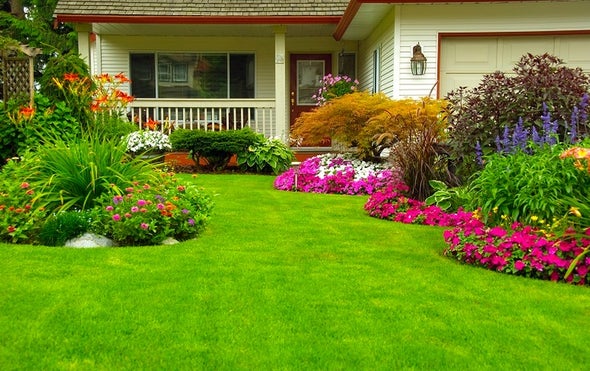 Trees Beat Lawns for Water-Hungry L.A.