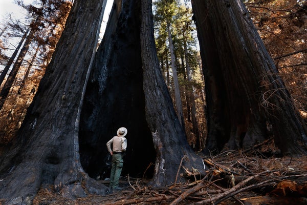 A person stands at the base of a burned redwood tree