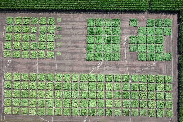 Tobacco Plants Made to Produce Useful Compounds