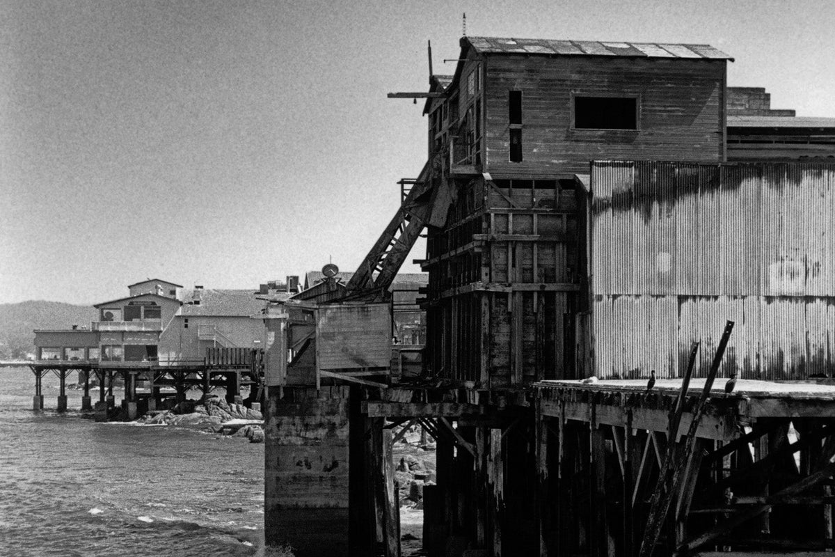 Old Seaweed Reveals Secret of Monterey Sardine History Scientific