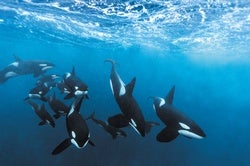 Killer Whales Are Speciating Right in Front of Us