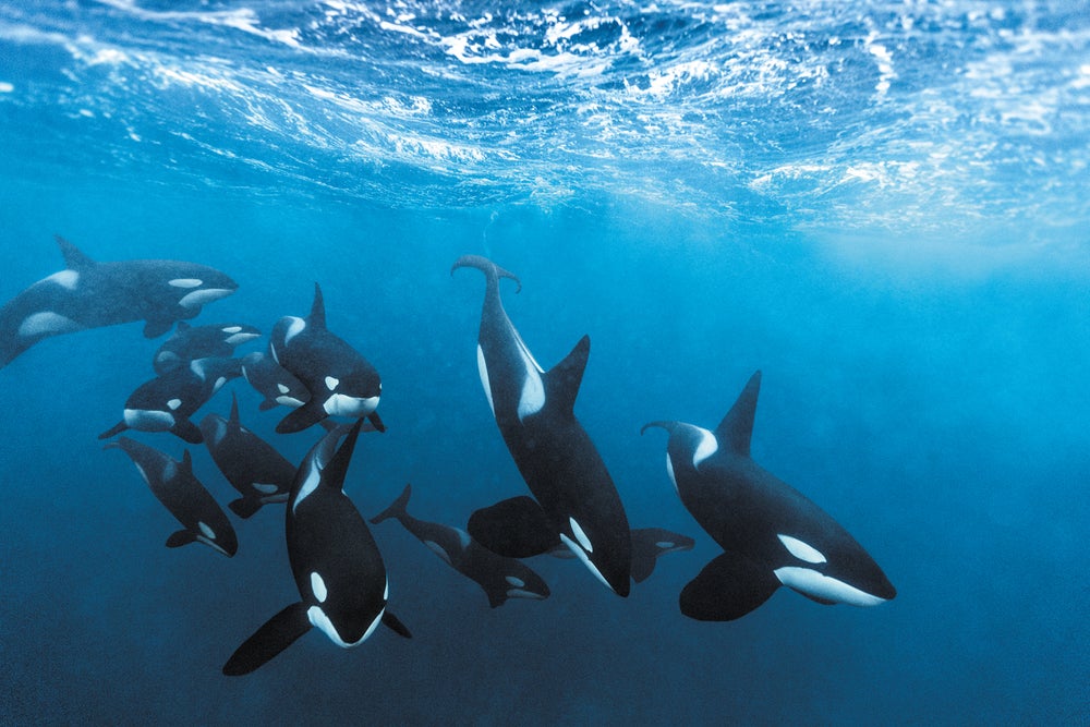 Killer Whales Are Speciating Right in Front of Us | Scientific American