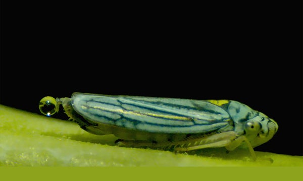 A sharpshooter insect with a pee droplet on its anal stylus.