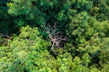 Tropical Forests May Be Getting Too Hot for Photosynthesis