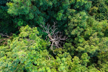 Dead tree surrounded by green tropical trees above view