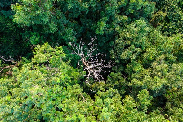 Tropical Forests May Be Getting Too Hot for Photosynthesis