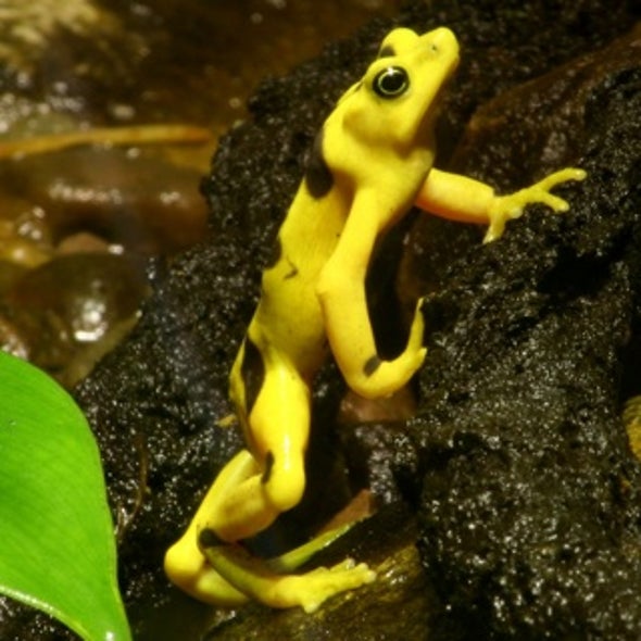 Is the Frog-Killing Chytrid Fungus Fueled by Climate Fluctuations?