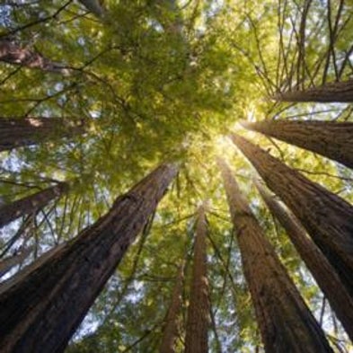 Clearing and Present Danger? Fog That Nourishes California Redwoods Is Declining