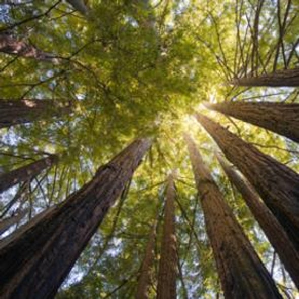Clearing and Present Danger? Fog That Nourishes California Redwoods Is Declining