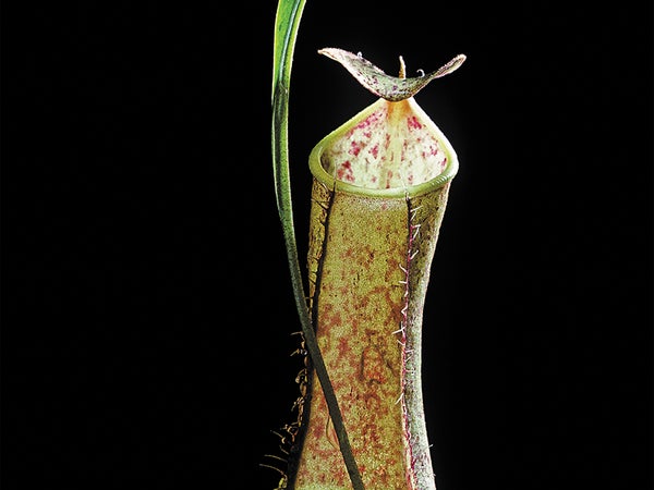 Nepenthes gracilis plant.