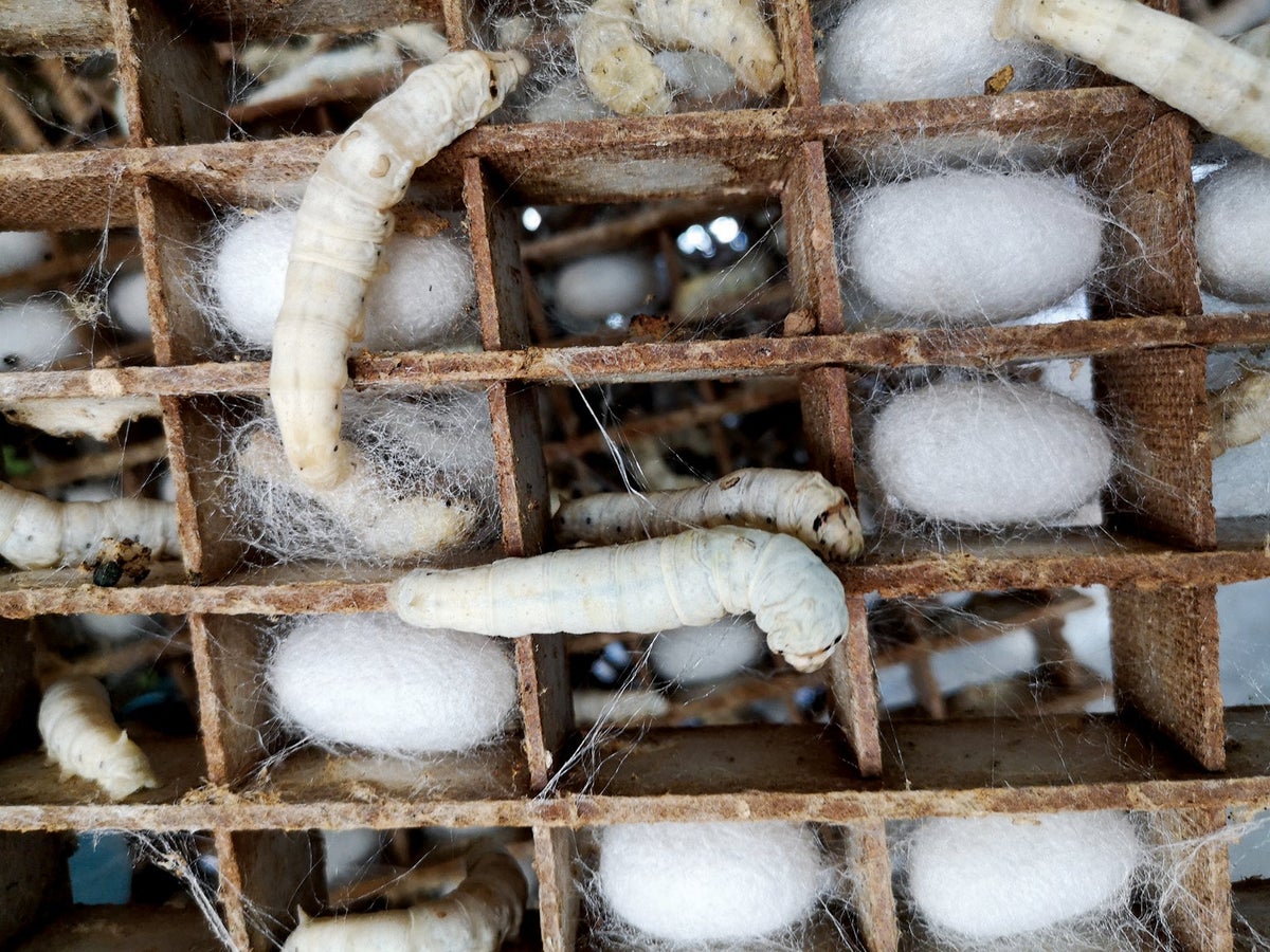 Silkworms Spin a Potential Microplastics Substitute