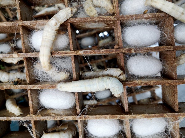 Silkworms and cocoons.