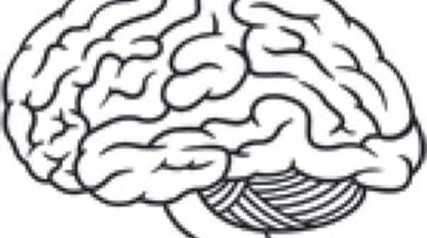 How Has The Human Brain Evolved
