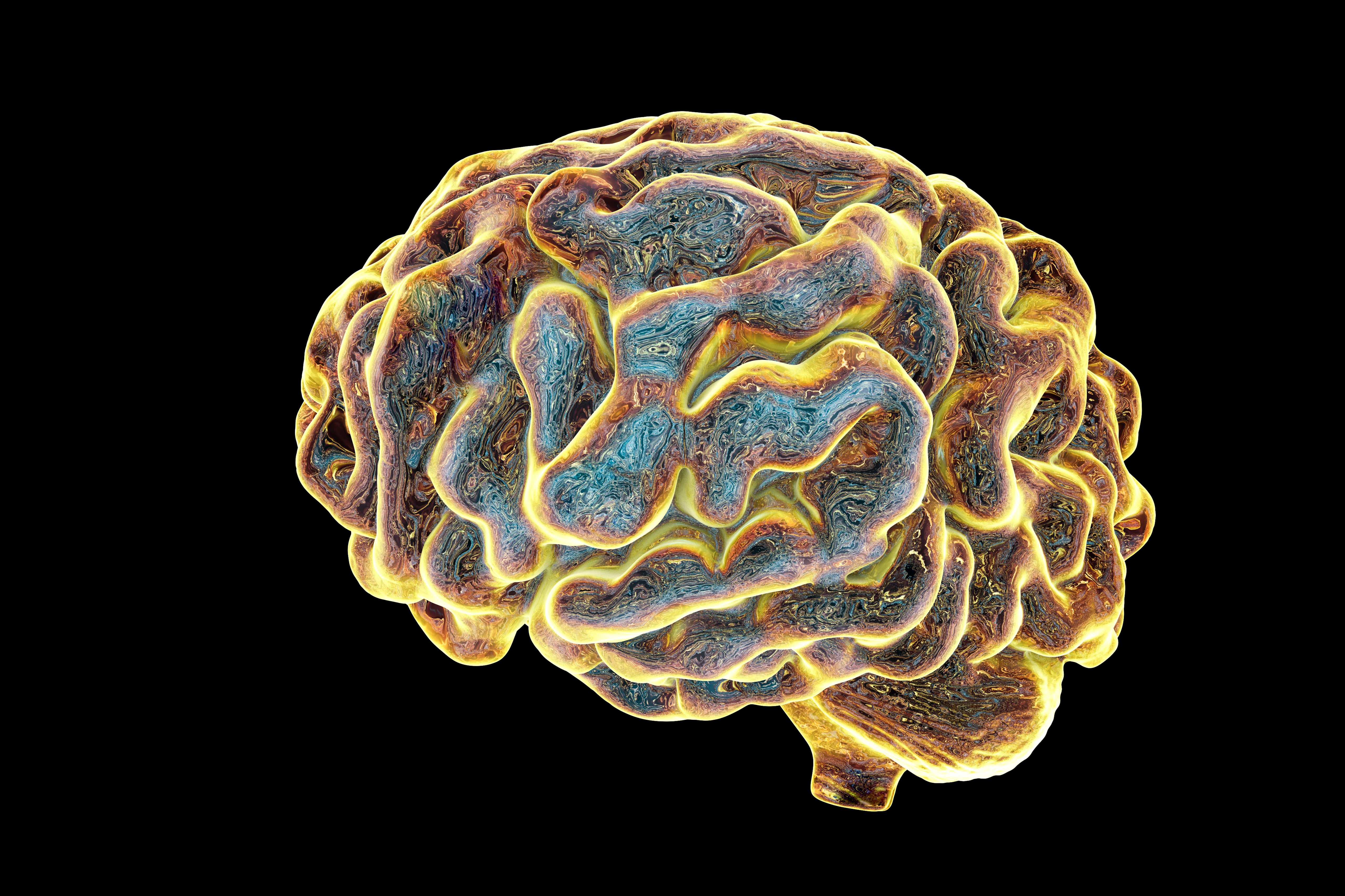 Growing Brains in the Lab - Scientific American
