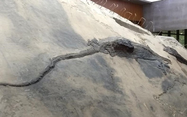 Prehistoric Marine Reptile Died after a Giant Meal