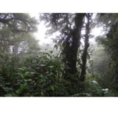 Monteverde Cloud Forest