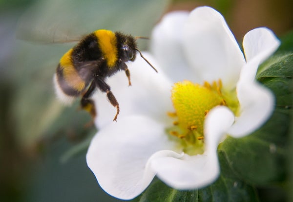 A bumblebee hovers over a white flower.