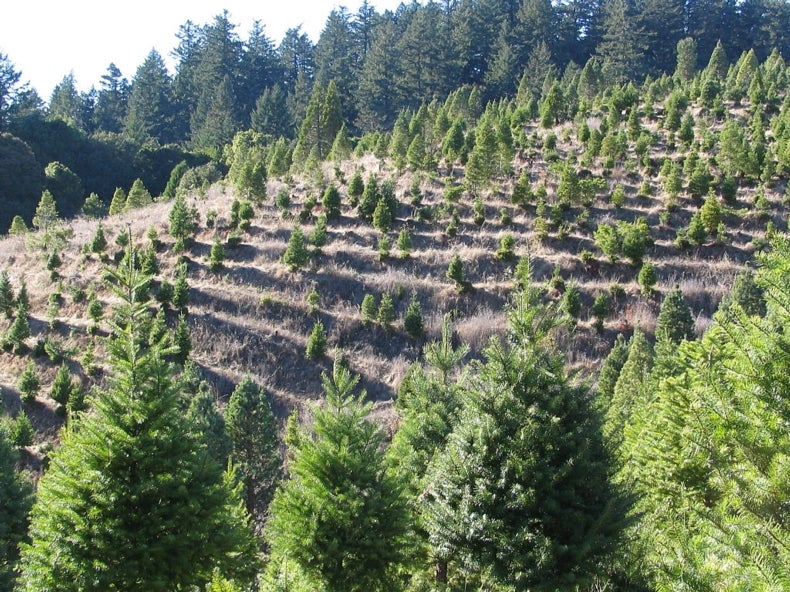 O Christmas Tree, Why Are You So Dry? Scientific American