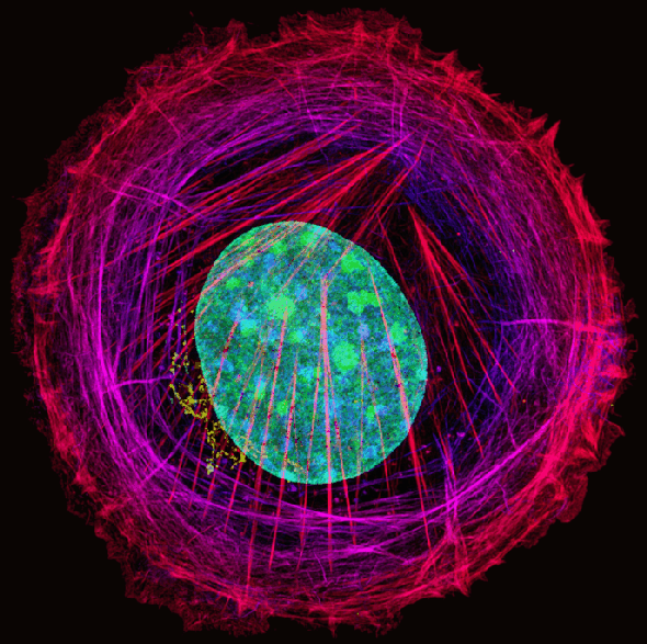 A Stunning 3-D Journey inside a Cancer Cell
