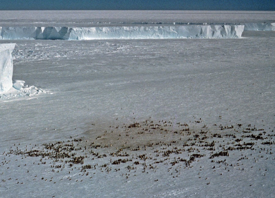 Bird's-eye view of penguin poo | Scientific American