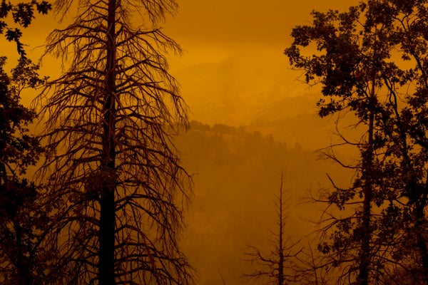 Orange smoke hangs in sky amidst burned out trees.